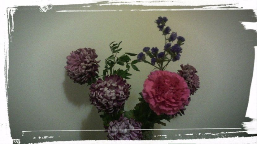 Crizantema, Infolirita de 1 luna - Flori de PRIMAVARA-VARA -2018