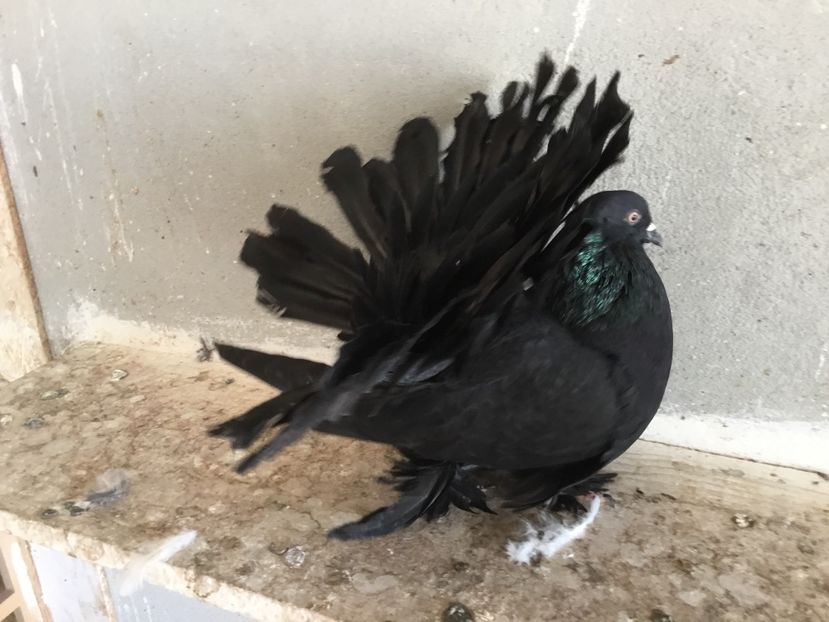 E8A552E6-2027-47E0-AB32-AC66F8A6C69C - Voltati indieni 2019 !