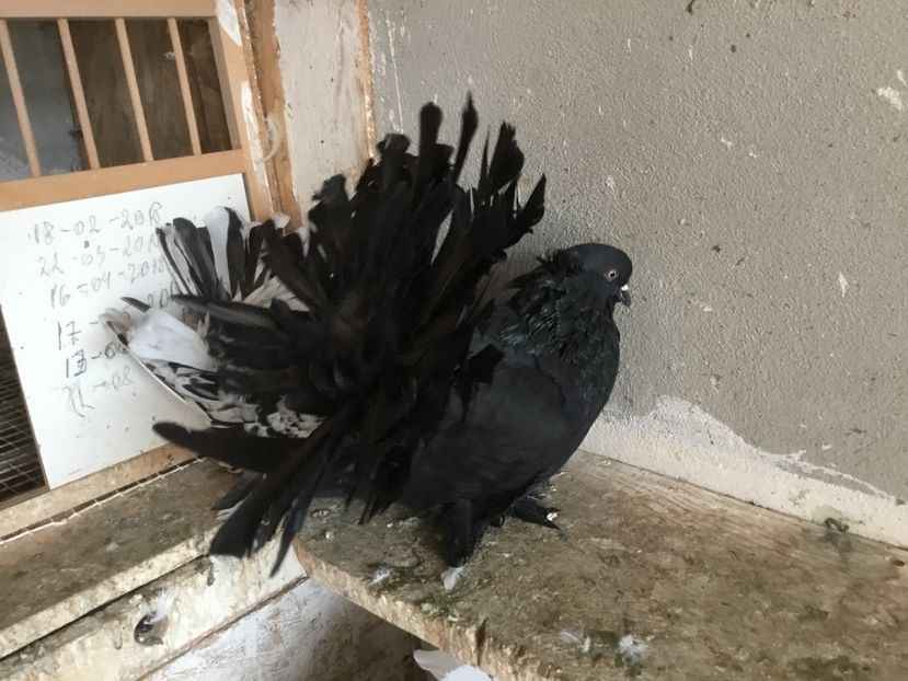 6D1E3A41-520E-4D81-90BB-28FD56288AB6 - Voltati indieni 2019 !