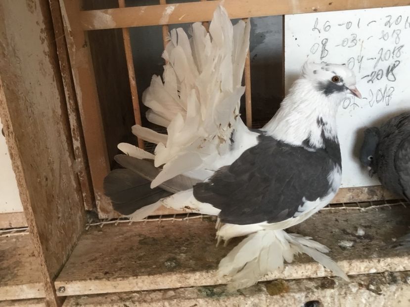 7DCA2137-CFE5-4806-8A90-621088C8E395 - Voltati indieni 2019 !