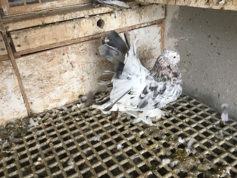 4C8116D8-06AA-440E-8392-5B83B0ED9069 - Voltati indieni 2019 !