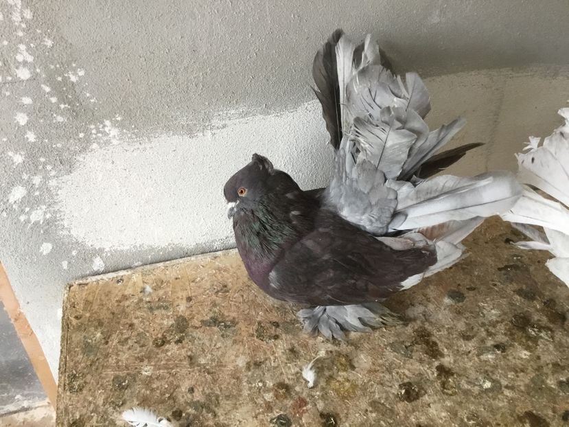 D71CB437-E577-4629-84C7-EEB78DC172D2 - Voltati indieni 2019 !