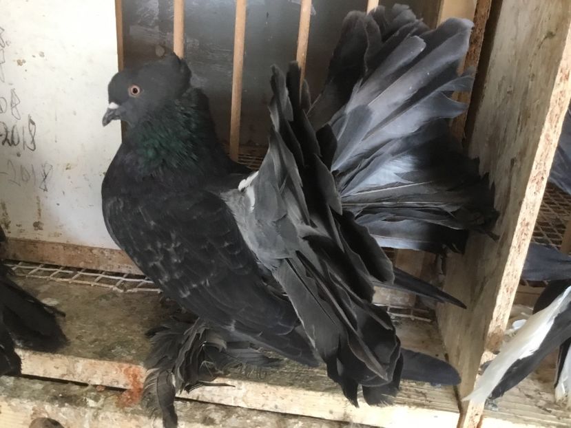 0487A296-E33D-48E4-8324-40DCDC036FCF - Voltati indieni 2019 !