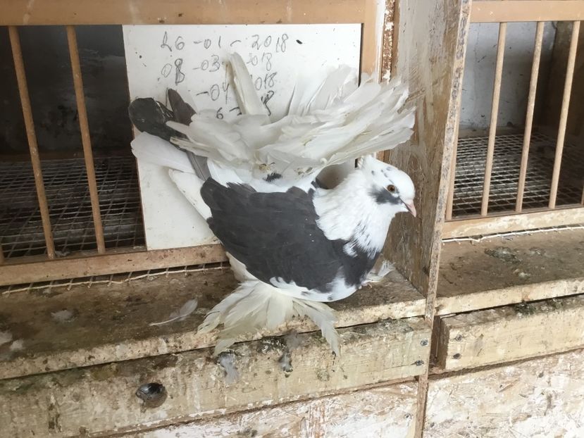 80A28F39-35FB-44D3-AD02-1865F5ED4B01 - Voltati indieni 2019 !