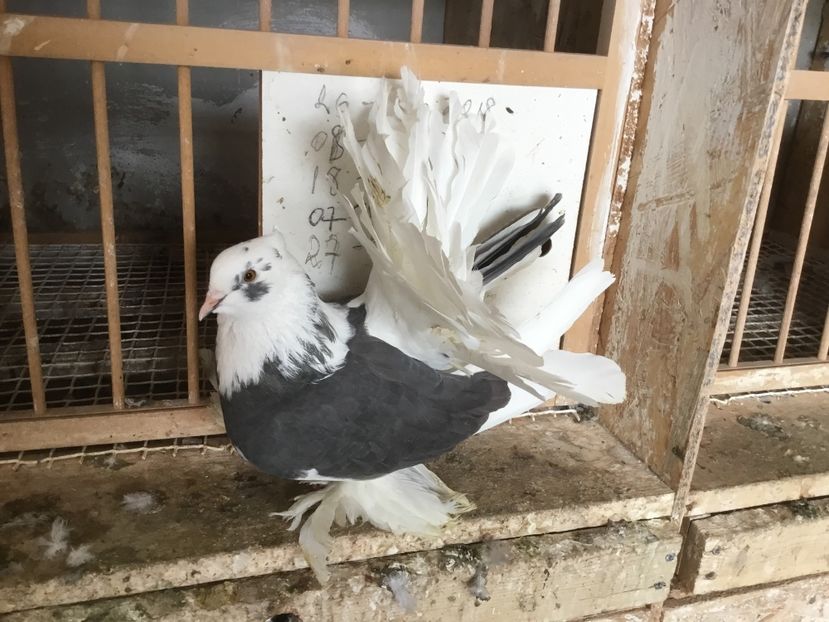 6C9C91BA-D977-4945-B4D4-DD2297481A67 - Voltati indieni 2019 !