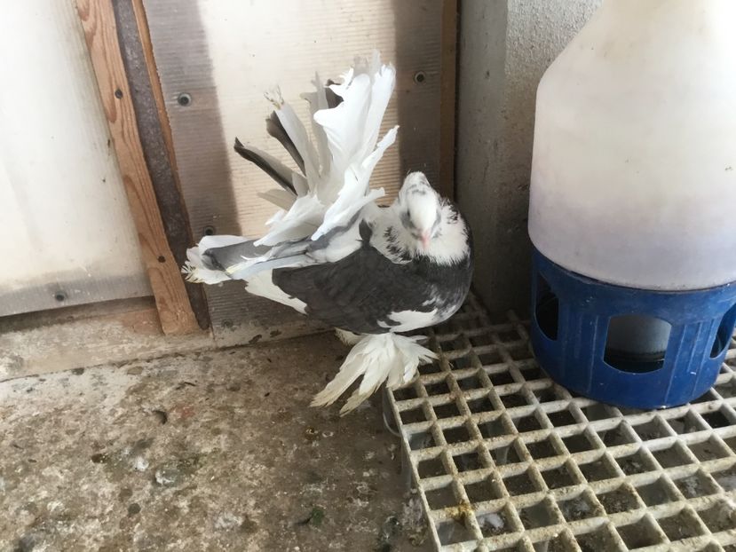 ECBC9D90-F522-4C77-91D1-CBDB3D16BA73 - Voltati indieni 2019 !