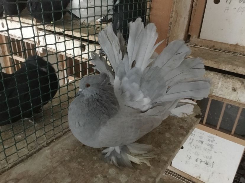 A2AA1436-099F-4F36-91F1-EC5629FAC60A - Voltati indieni 2019 !