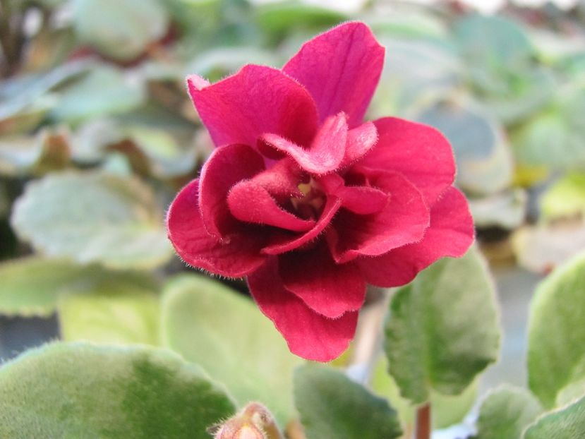  - ZZZZEK Sady Semiramidy