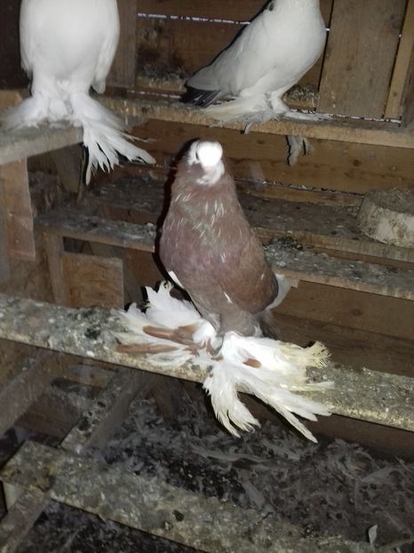  - Porumbei care  nui mai detin