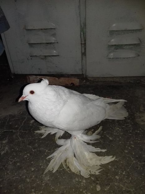  - Porumbei care  nui mai detin