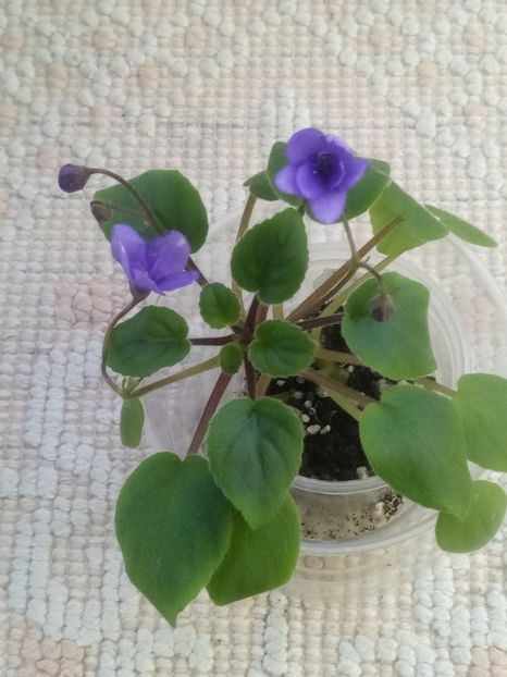 5 dec - ZZ Cedar Creek Stormy sport