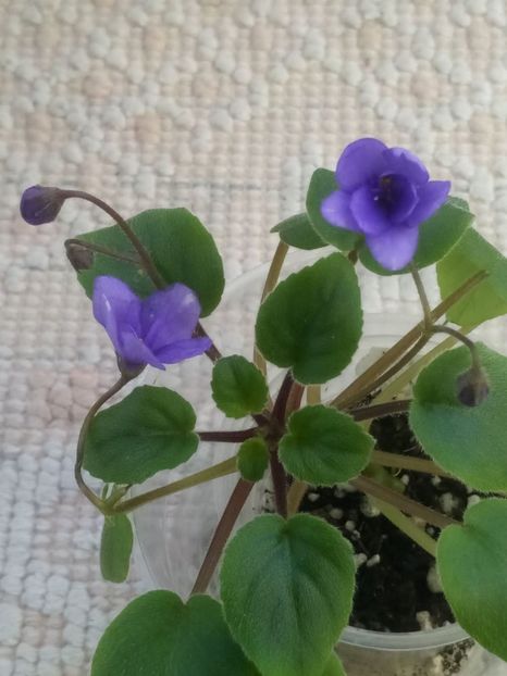 5 dec - ZZ Cedar Creek Stormy sport