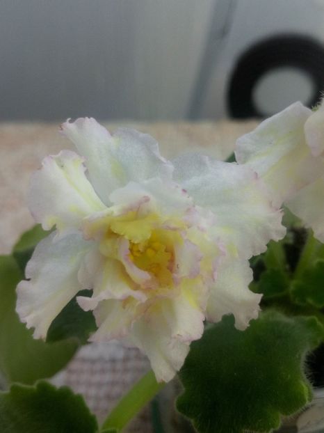 29 nov - ZZ Sunkissed Rose