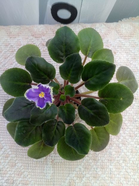 29 nov - ZZ LE Legkaya Grust- LE Light Melancholy