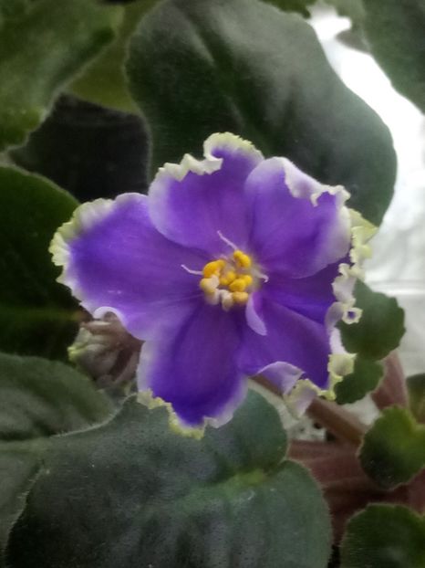 29 nov - ZZ LE Legkaya Grust- LE Light Melancholy