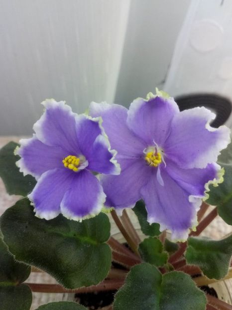 5 dec - ZZ LE Legkaya Grust- LE Light Melancholy