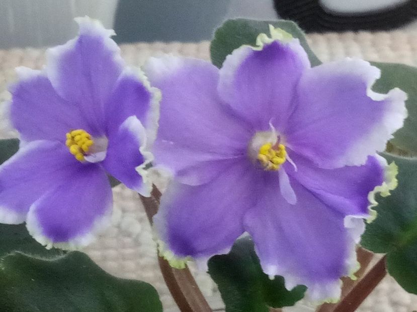 5 dec - ZZ LE Legkaya Grust- LE Light Melancholy