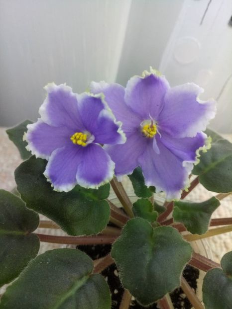 5 dec - ZZ LE Legkaya Grust- LE Light Melancholy