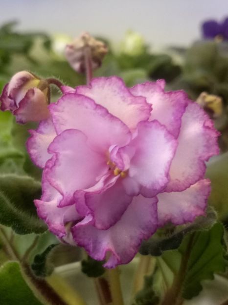 29 nov - ZZ Ian Minuet