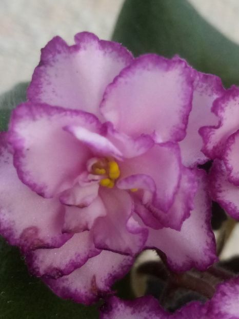 5 dec - ZZ Ian Minuet