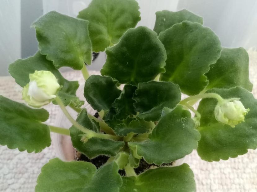 26 nov - ZZ RS Green Lagoon