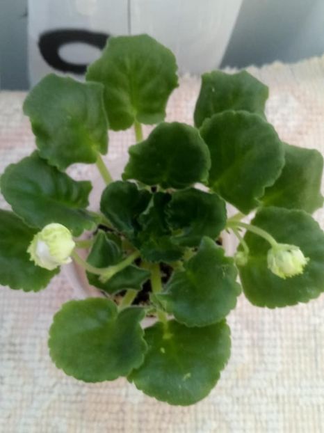 26 nov - ZZ RS Green Lagoon