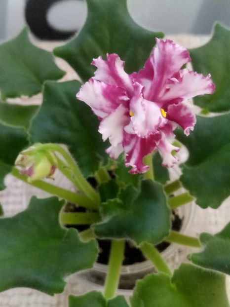 26 nov - ZZ LE Vzbitye Slivki - LE Whipped Cream