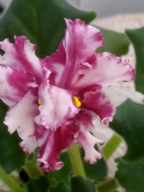 26 nov - ZZ LE Vzbitye Slivki - LE Whipped Cream