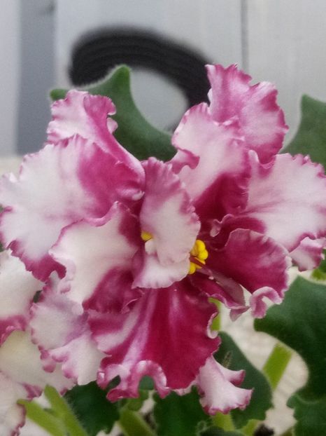 29 nov - ZZ LE Vzbitye Slivki - LE Whipped Cream