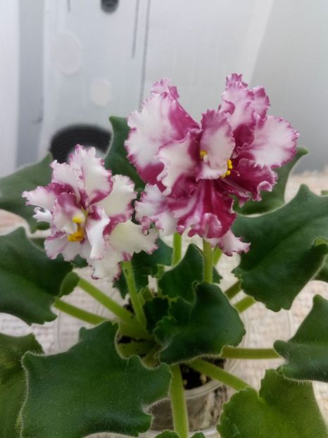 29 nov - ZZ LE Vzbitye Slivki - LE Whipped Cream