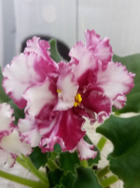 29 nov - ZZ LE Vzbitye Slivki - LE Whipped Cream