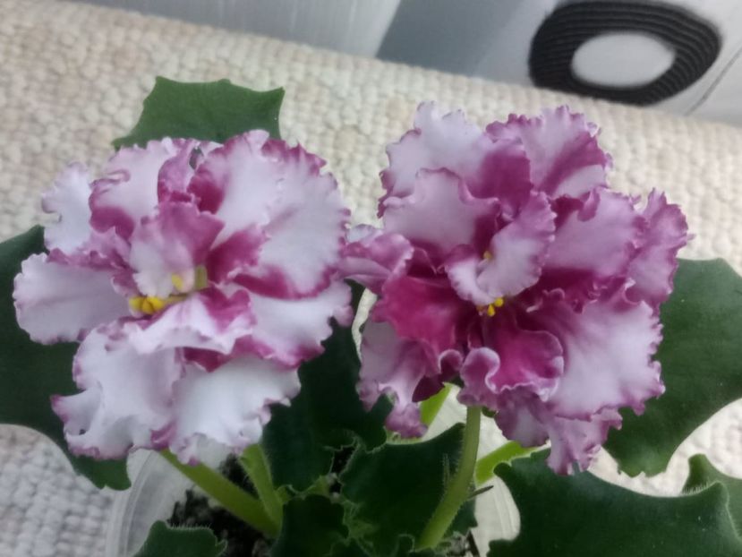 5 dec - ZZ LE Vzbitye Slivki - LE Whipped Cream