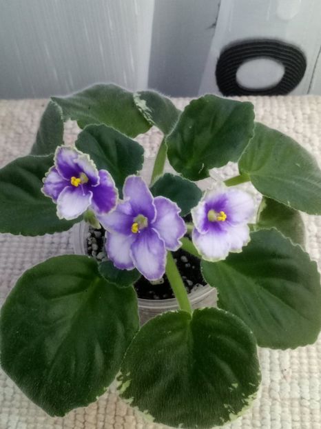 5 dec - ZZ Ma s Spanish Eyes