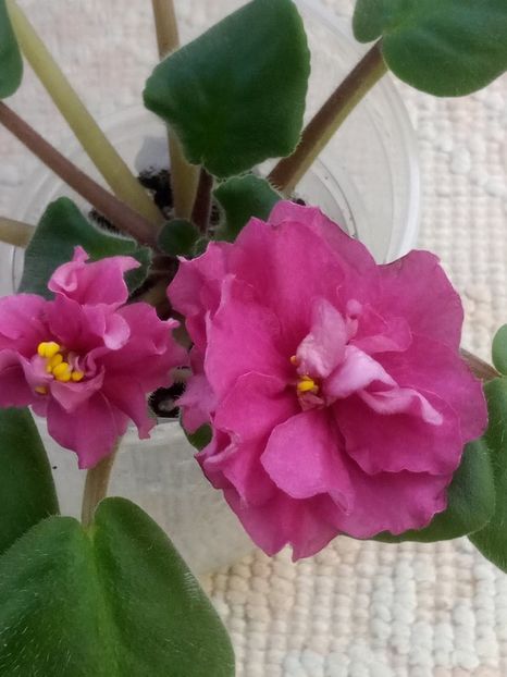 5 dec - ZZ EK Babie Leto-EK Indian Summer