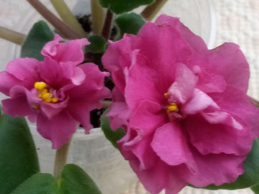 5 dec - ZZ EK Babie Leto-EK Indian Summer