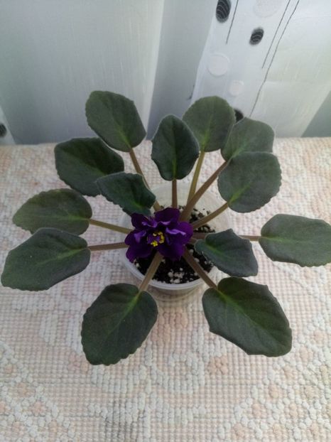 5 dec - ZZ EK Polnoch