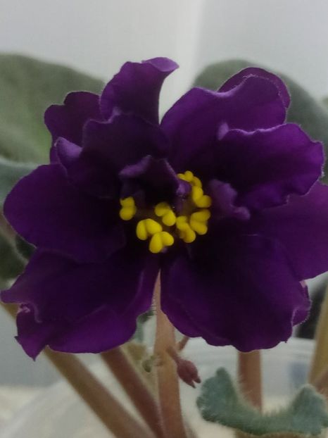 5 dec - ZZ EK Polnoch