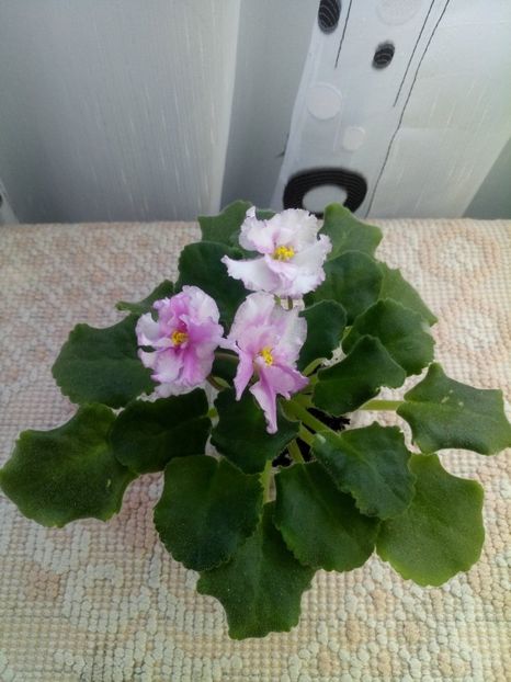 5 dec - ZZ LE Turmalinovoye Kol ye- LE Tourmaline Necklace