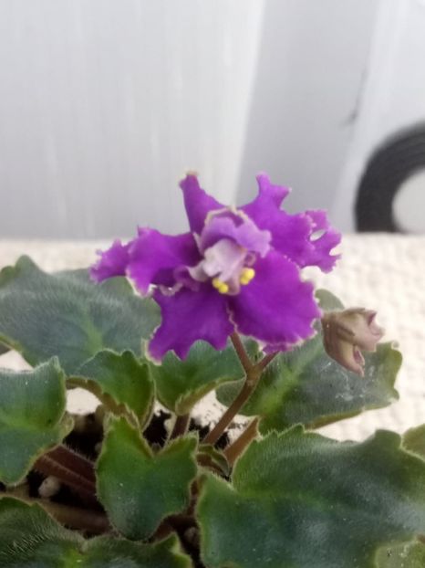 5 dec - ZZ RS Barkhatnyi Nariad trail sport