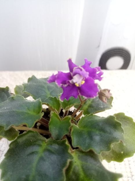 5 dec - ZZ RS Barkhatnyi Nariad trail sport