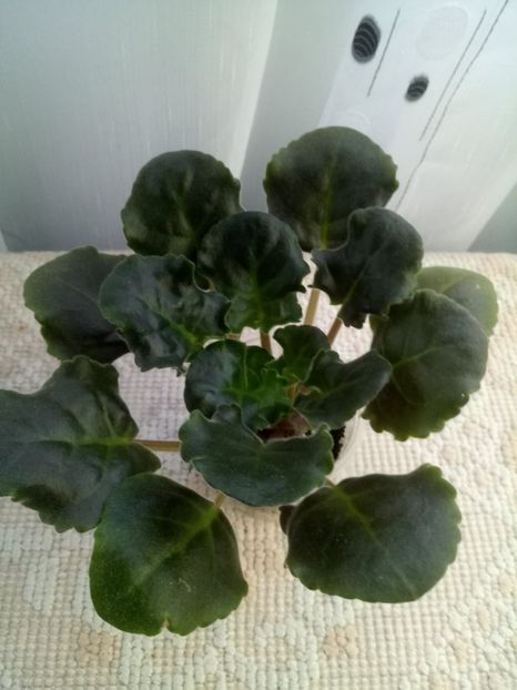 5 dec - ZZ LE Fuksijevoje Kruzevo