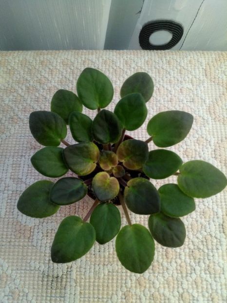 5 dec - ZZ Rob s Slap Happy