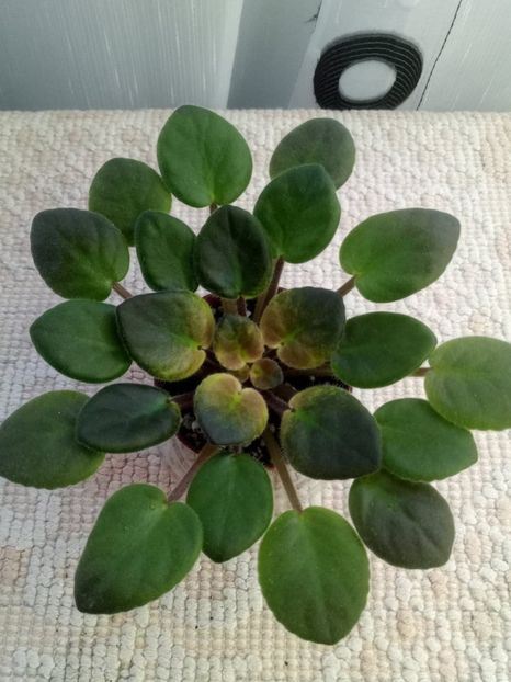 5 dec - ZZ Rob s Slap Happy