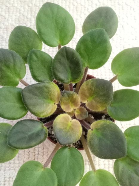 5 dec - ZZ Rob s Slap Happy