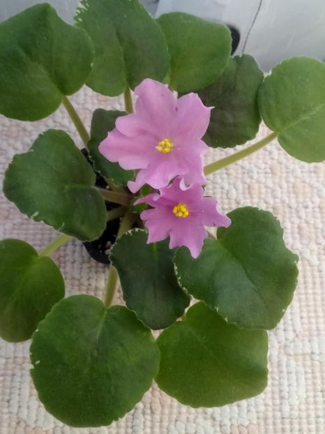 26 nov - ZZ No ID Buckeye?