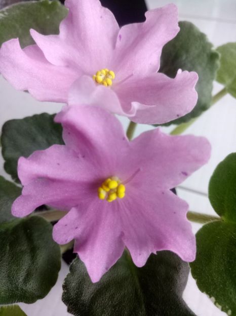 29 nov - ZZ No ID Buckeye?