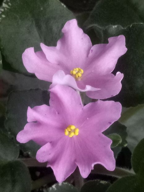 29 nov - ZZ No ID Buckeye?