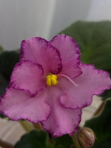 5 dec - ZZ Buckeye Cherry Topping