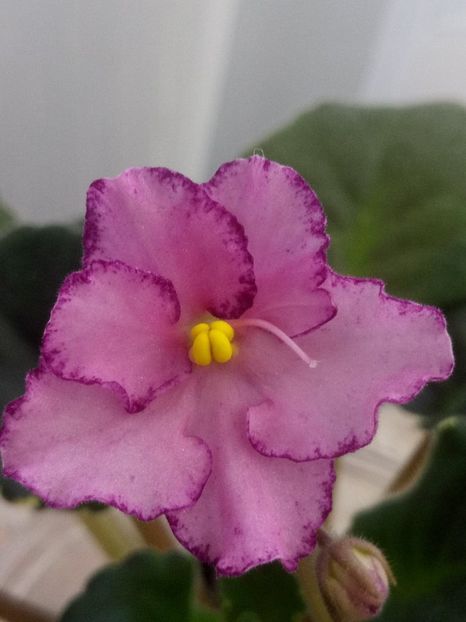 5 dec - ZZ Buckeye Cherry Topping