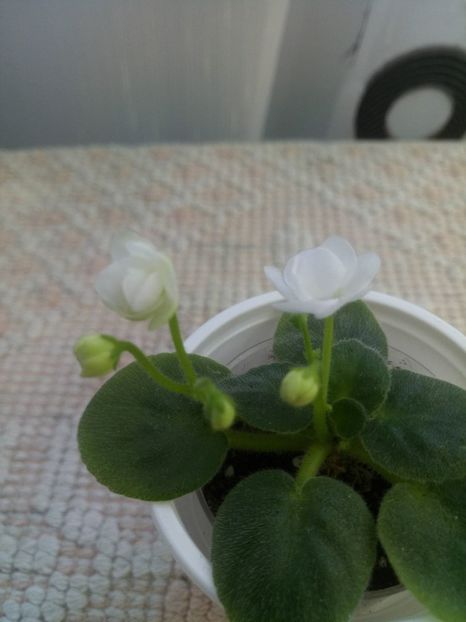 5 dec - ZZ Ballet Snowcone